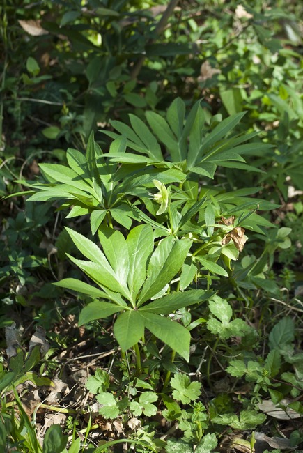 Determinazione specie - Helleborus. ....